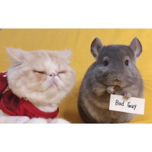 阿呆猫视频广告拦截+pc端