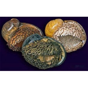 三款视频无损分割工具便携版：Gilisoft+、Boilsoft+、SolveigMM