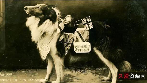 《2022欧美《义犬救主》：真实故事改编，HD1080P英语中字，多种观看方式，倍速播放》