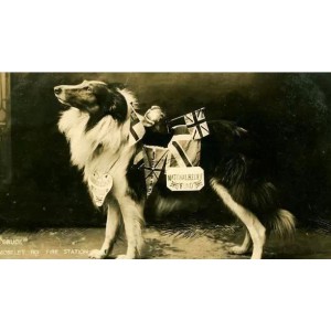 《2022欧美《义犬救主》：真实故事改编，HD1080P英语中字，多种观看方式，倍速播放》