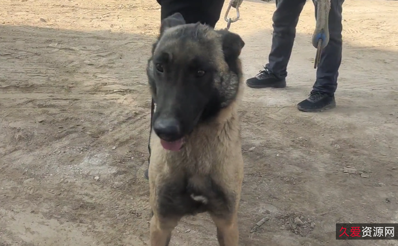 《2022欧美《义犬救主》：真实故事改编，HD1080P英语中字，多种观看方式，倍速播放》