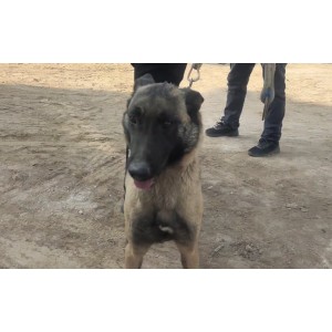 《2022欧美《义犬救主》：真实故事改编，HD1080P英语中字，多种观看方式，倍速播放》