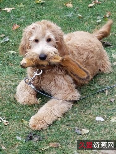 《2022欧美《义犬救主》：真实故事改编，HD1080P英语中字，多种观看方式，倍速播放》